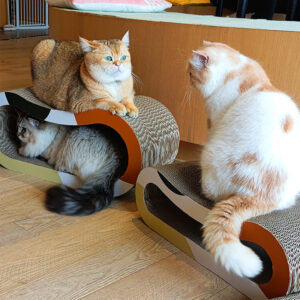 3-in-1 Corrugated Cardboard Cat Scratching Lounge Bed